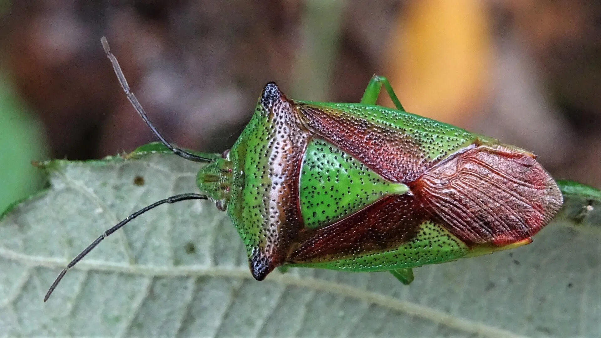 Beetle