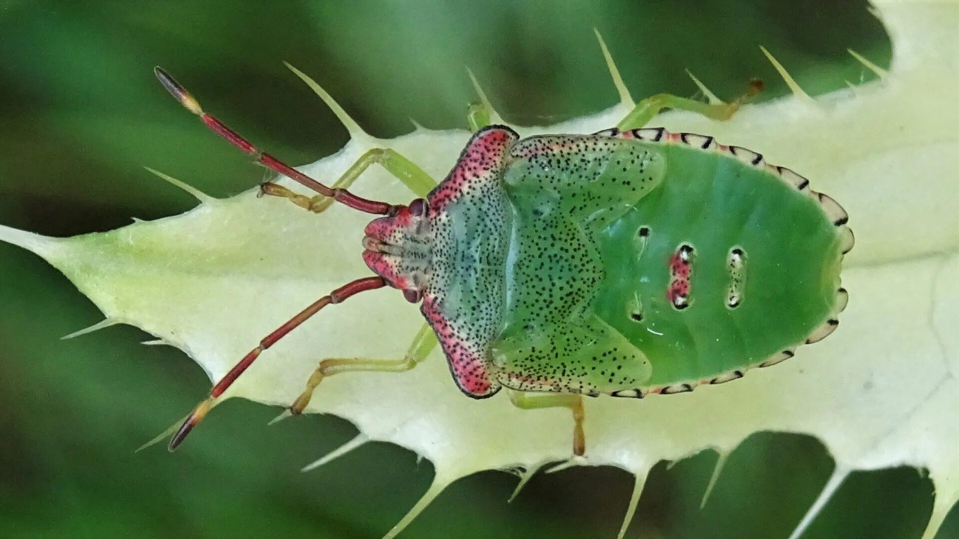 Beetle