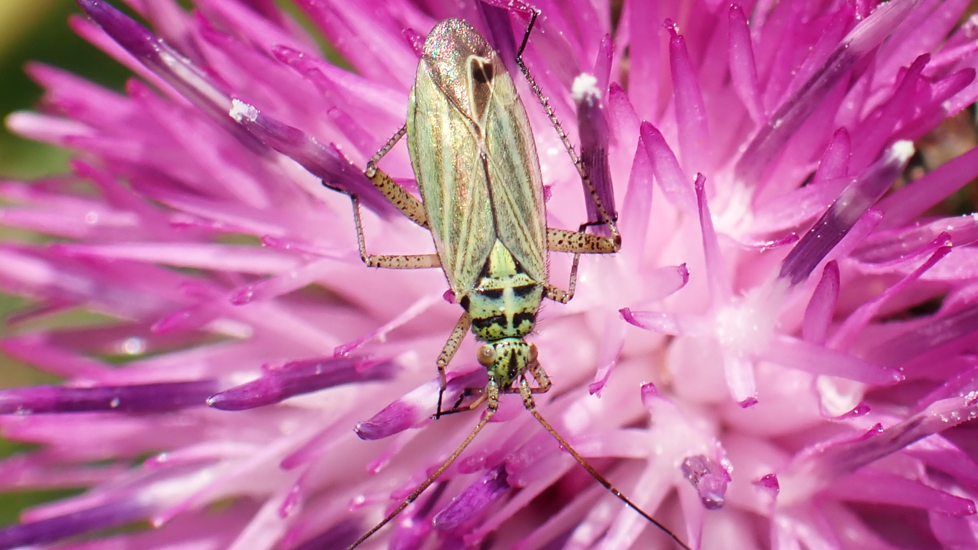 Beetle