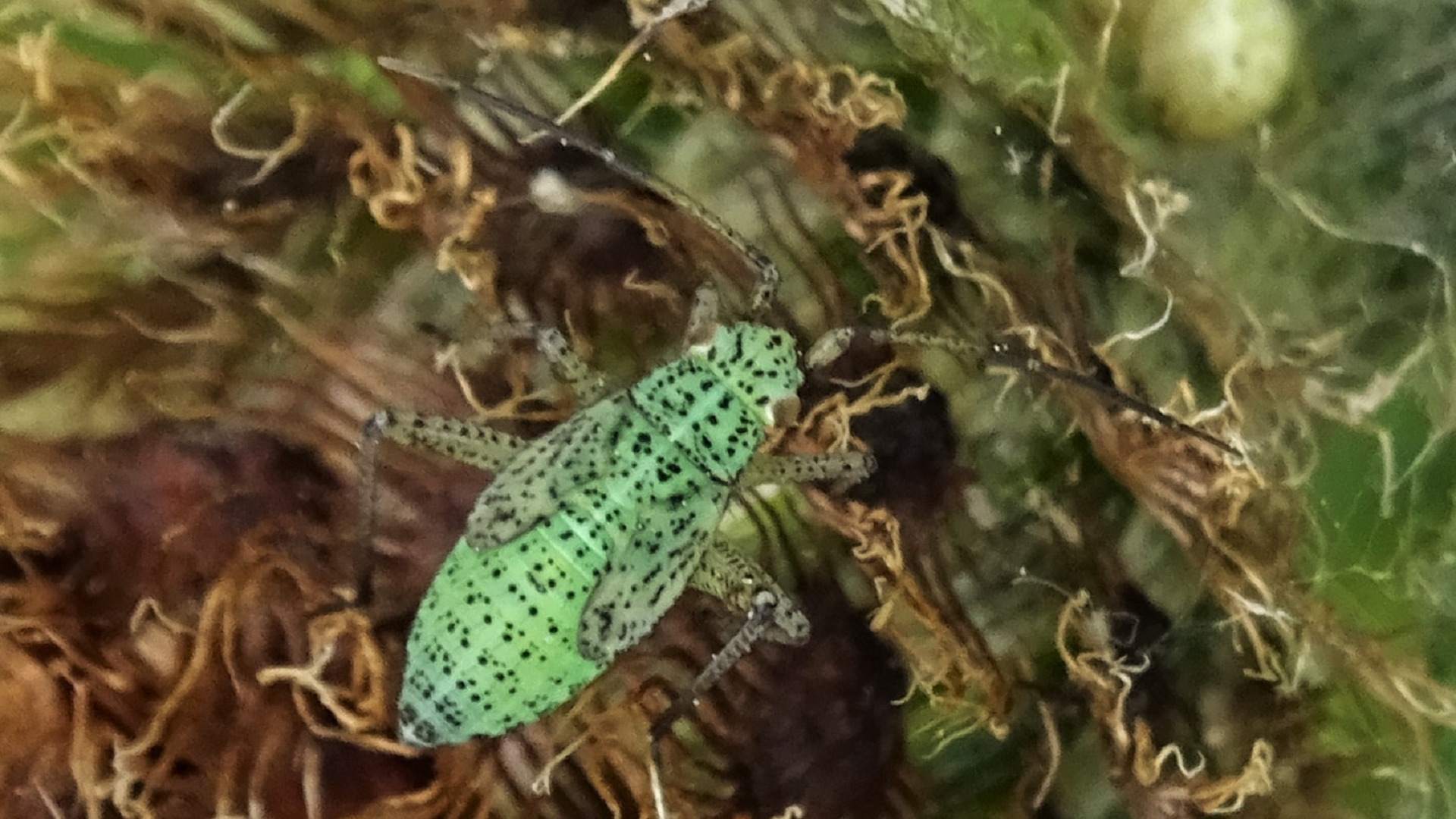 Beetle