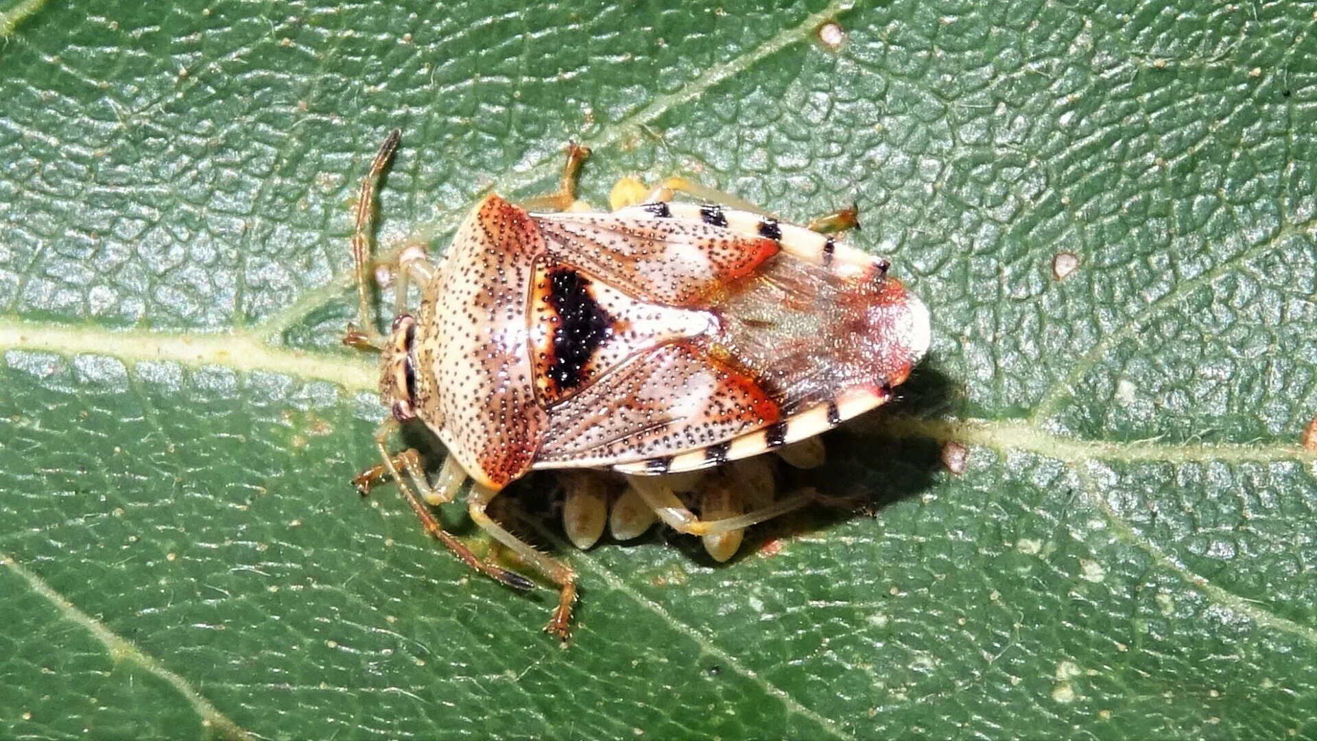 Beetle