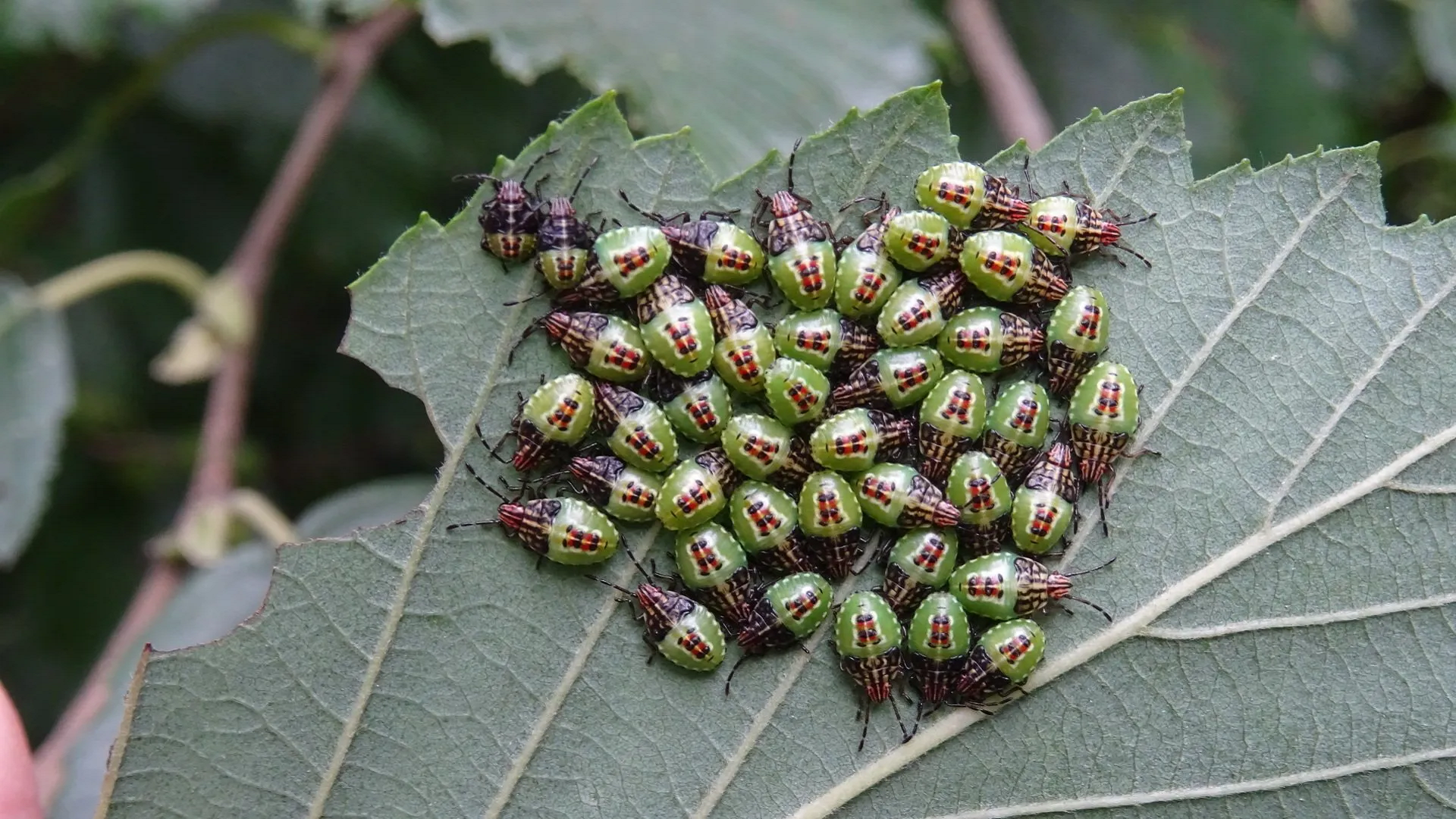 Beetle