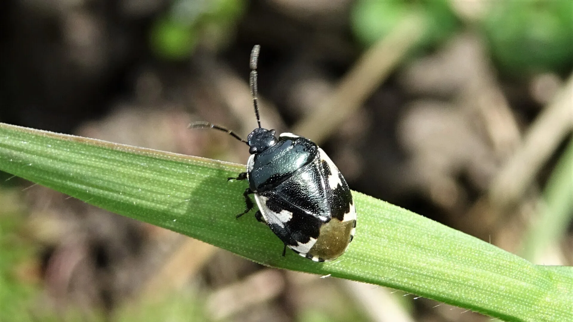 Beetle