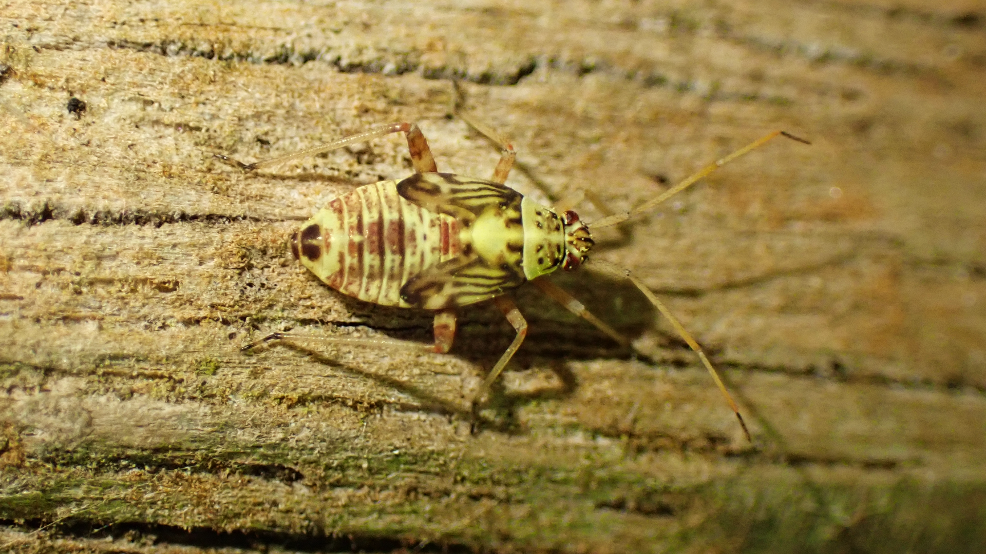 Striped Oak Bug
Rhabdomiris striatellus