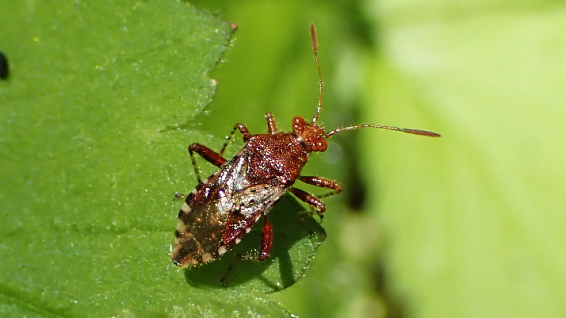 Hypericum Rhopalid
Rhopalus subrufus