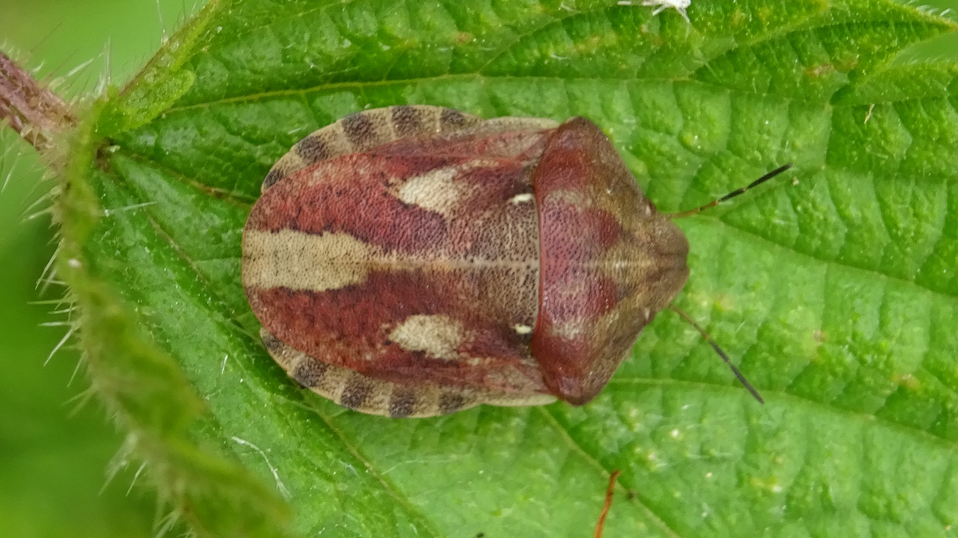 Beetle