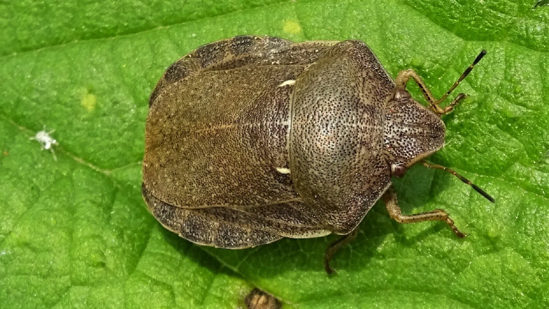 Beetle