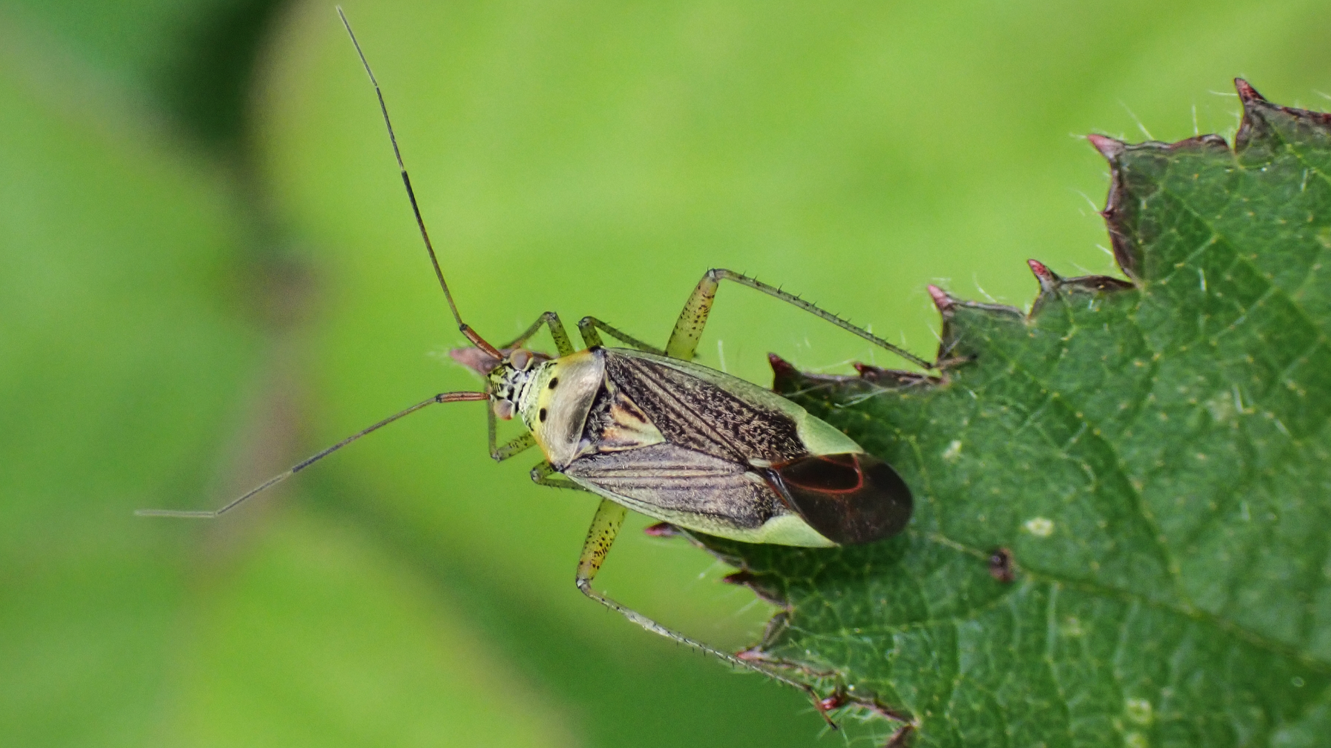Beetle