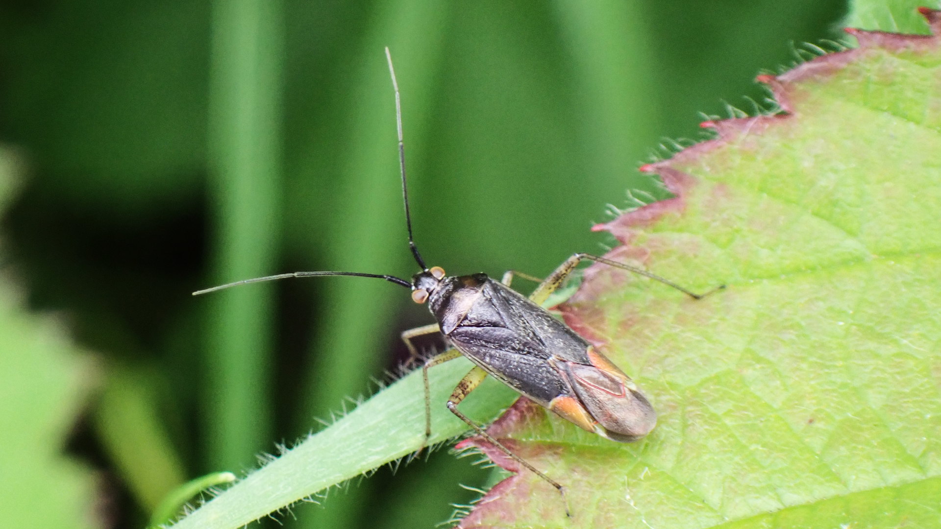 Beetle