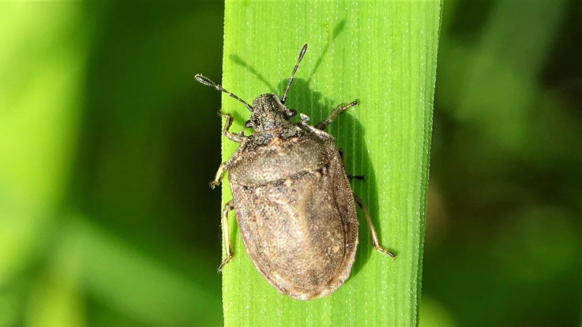 Beetle
