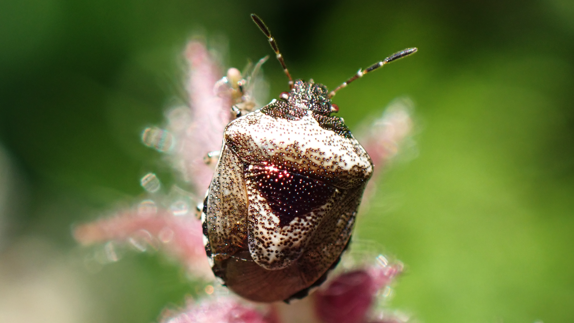 Beetle