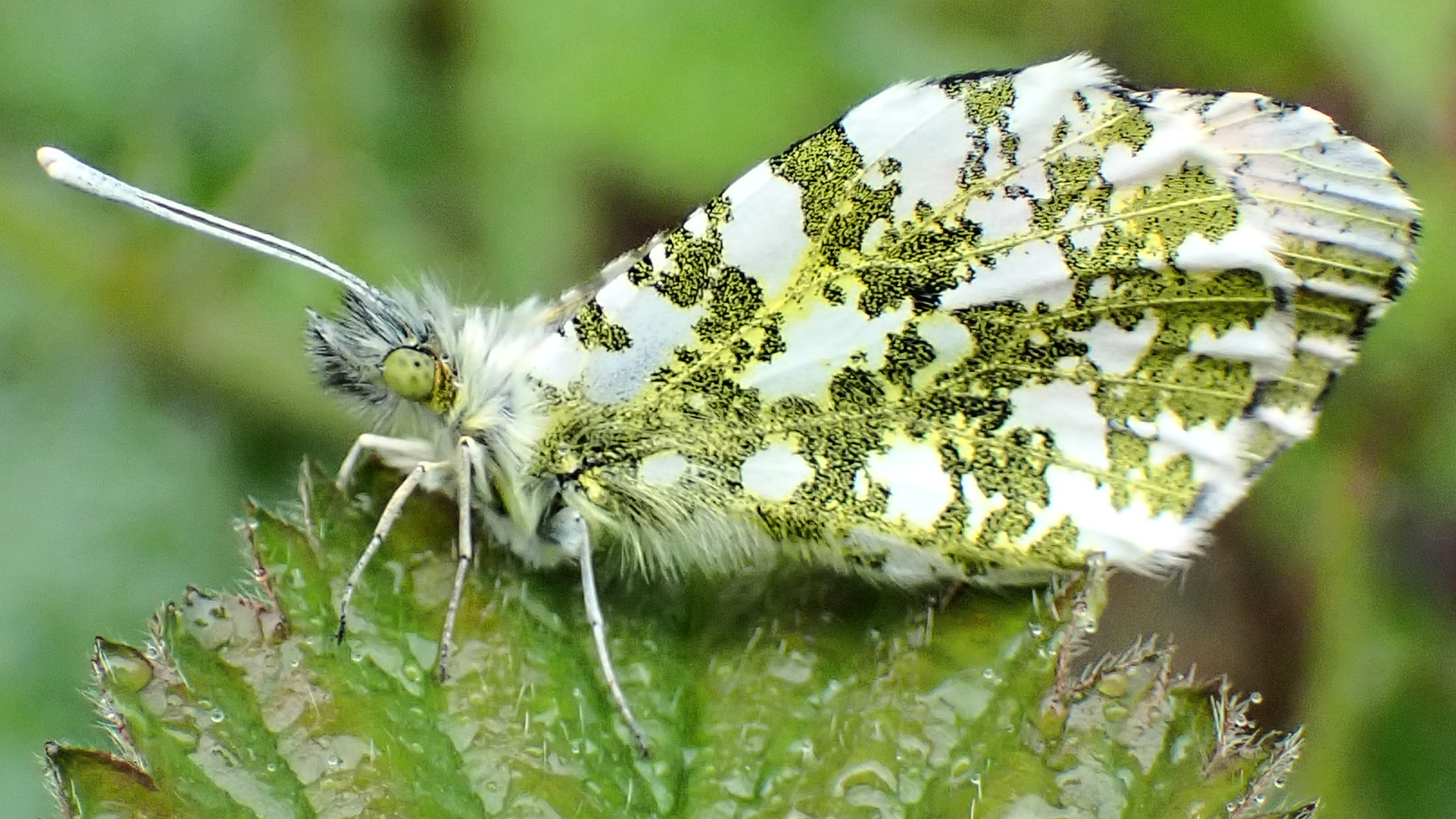 Orange-tip Butterfly