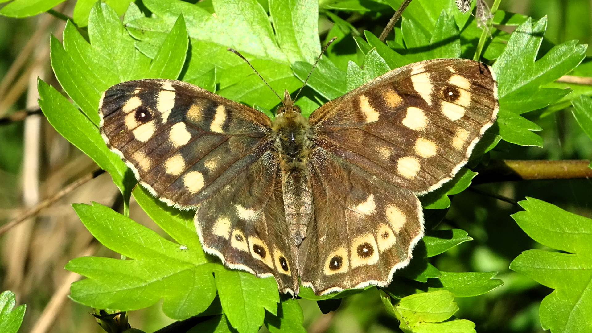 Speckled Wood