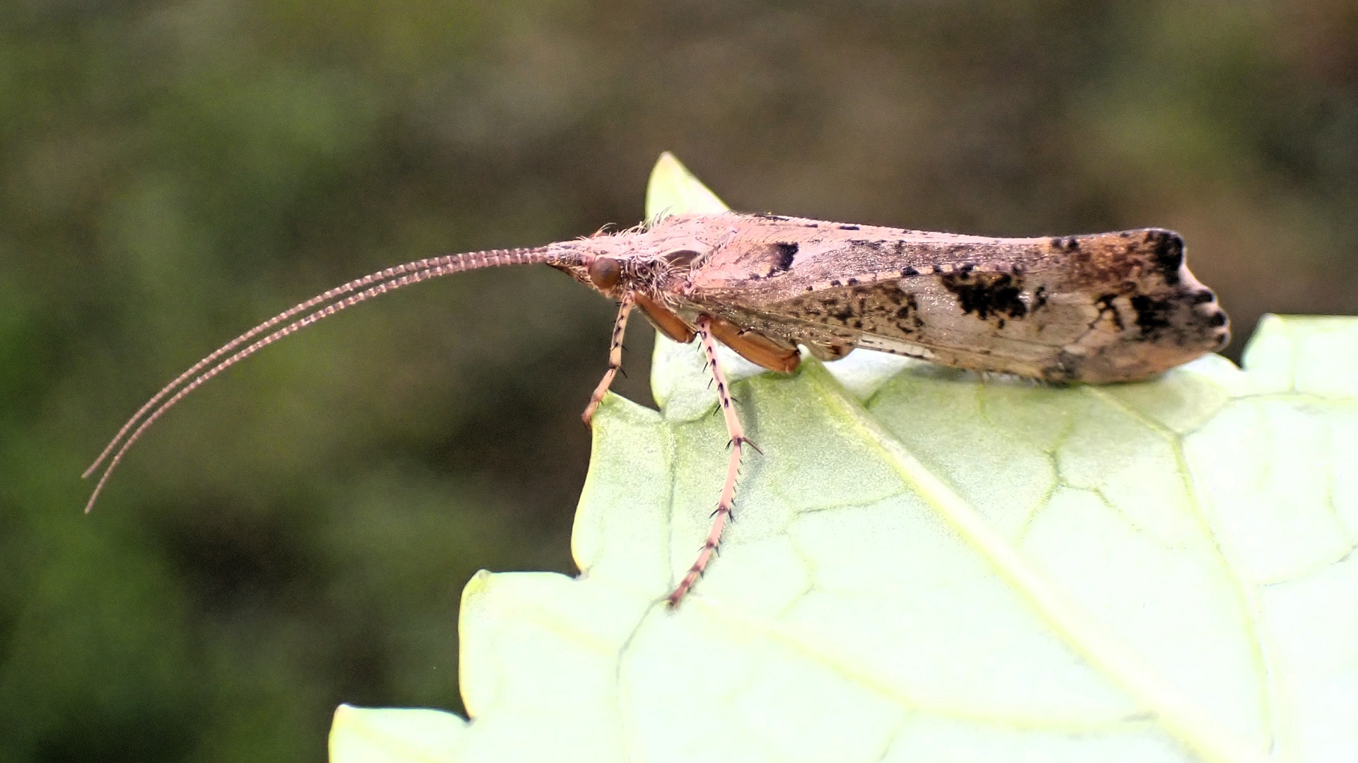 Mottled Sedge Caddisfly
Glyphotaelius pellucidus