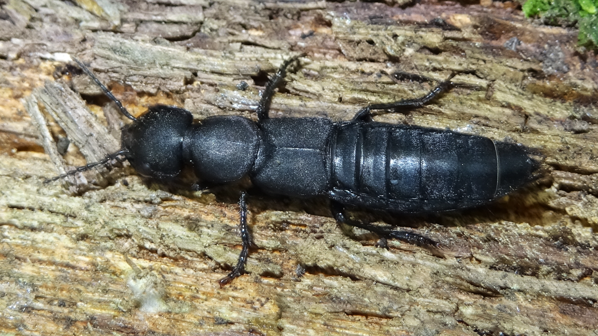Beetle