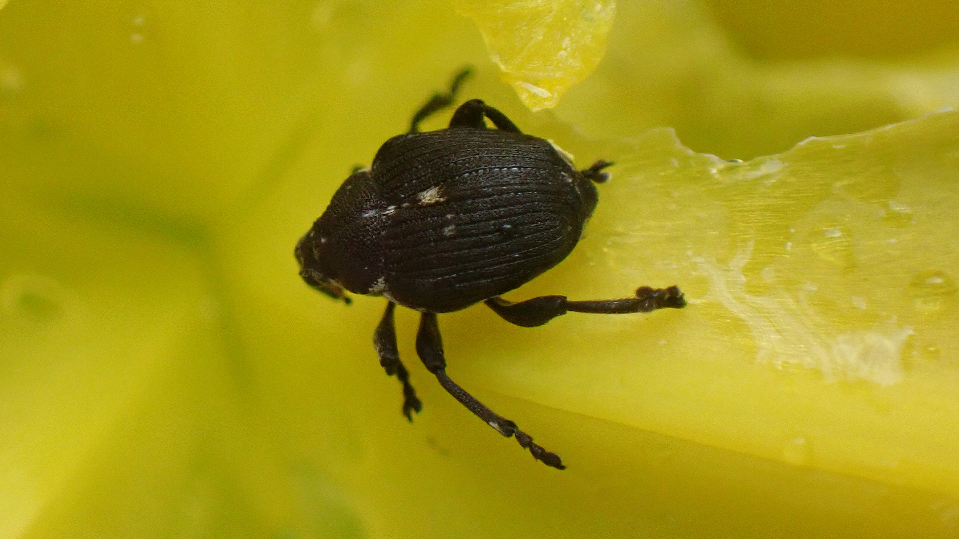 Beetle