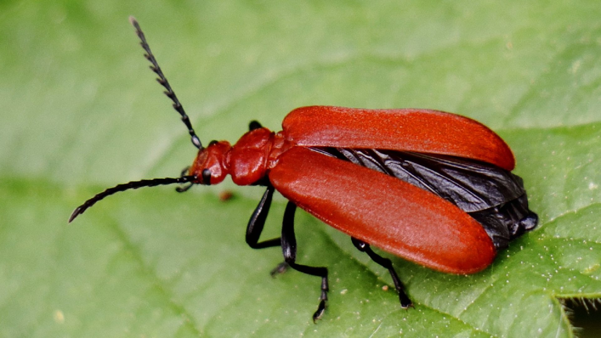 Cardinal Beetle
