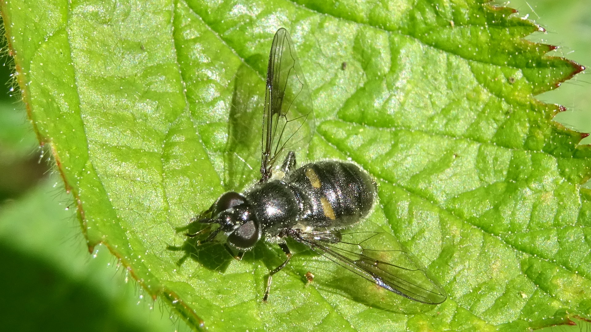 Beetle