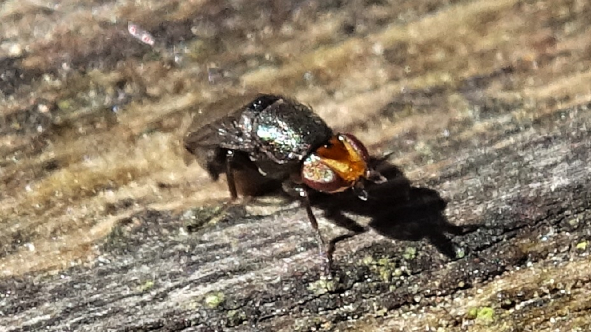 Beetle