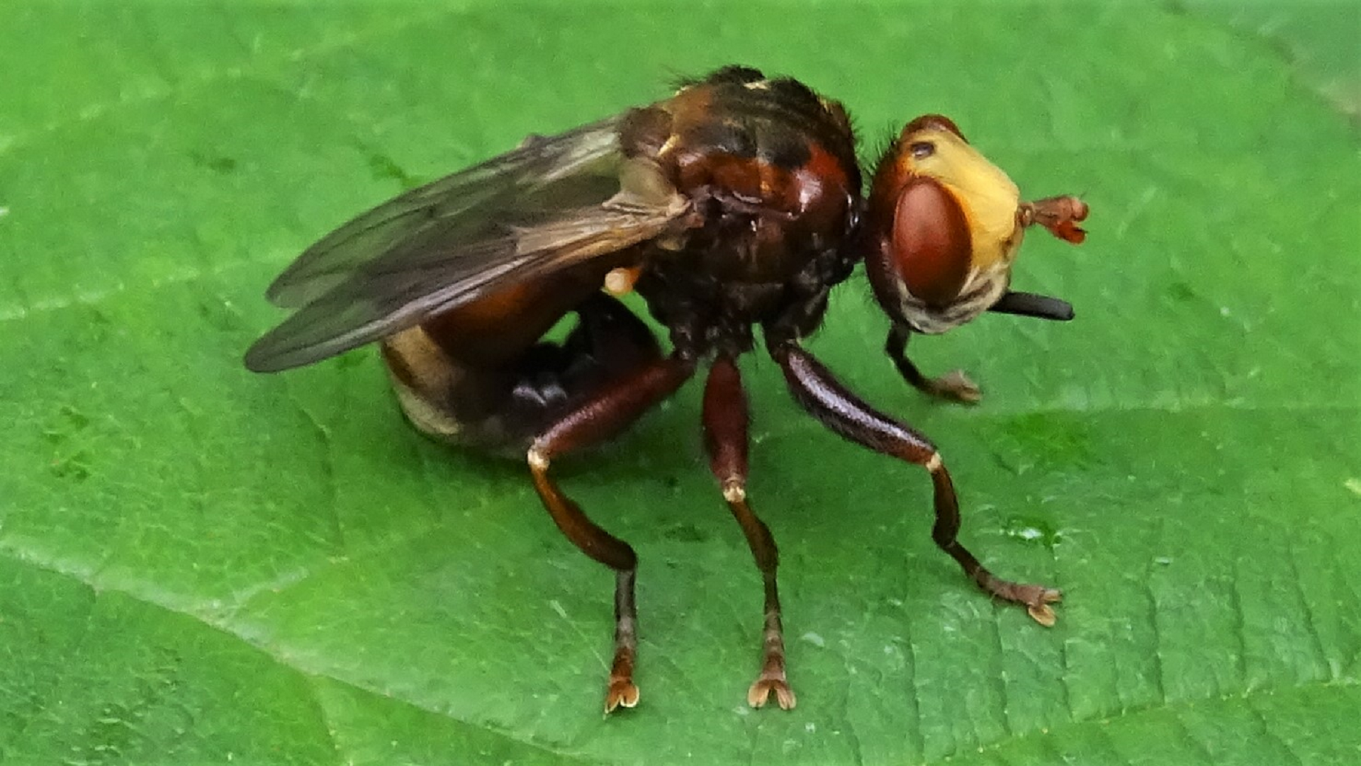Beetle
