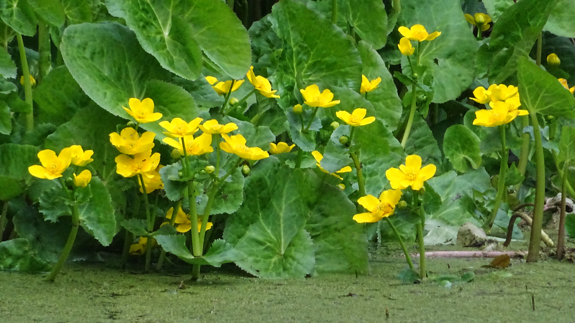 Marsh Marigold