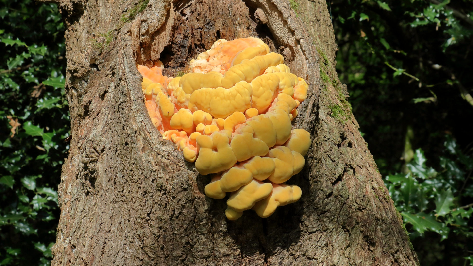 Chicken in the woods