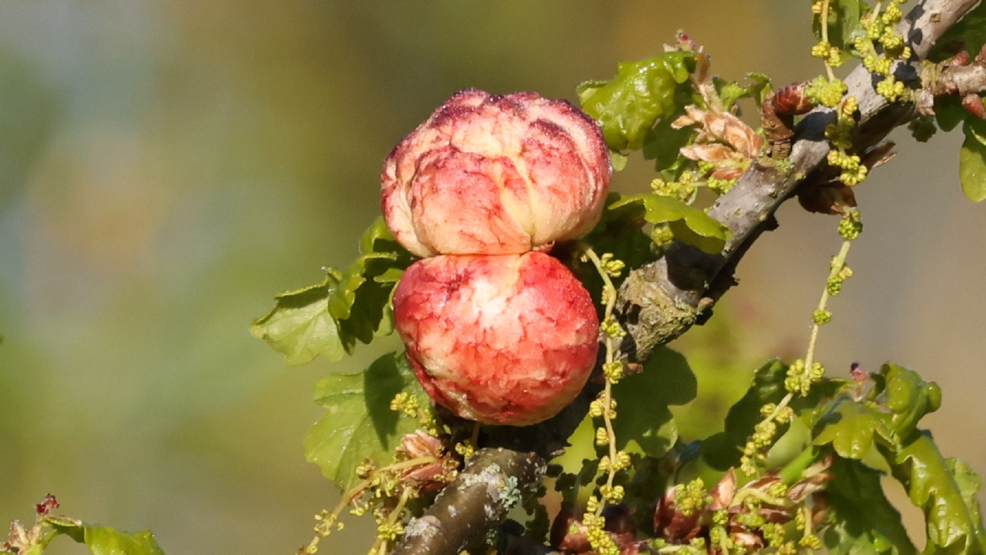 Oak Apple