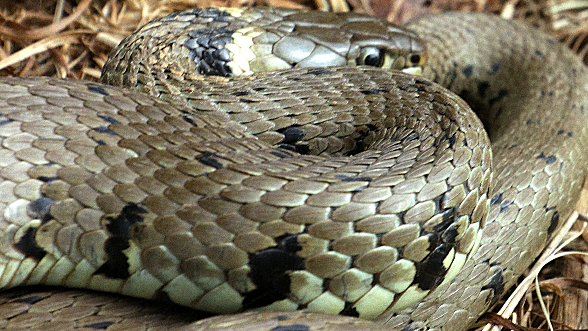 Grass Snake