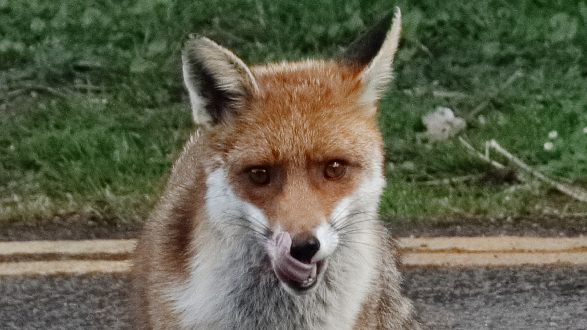 Fox
