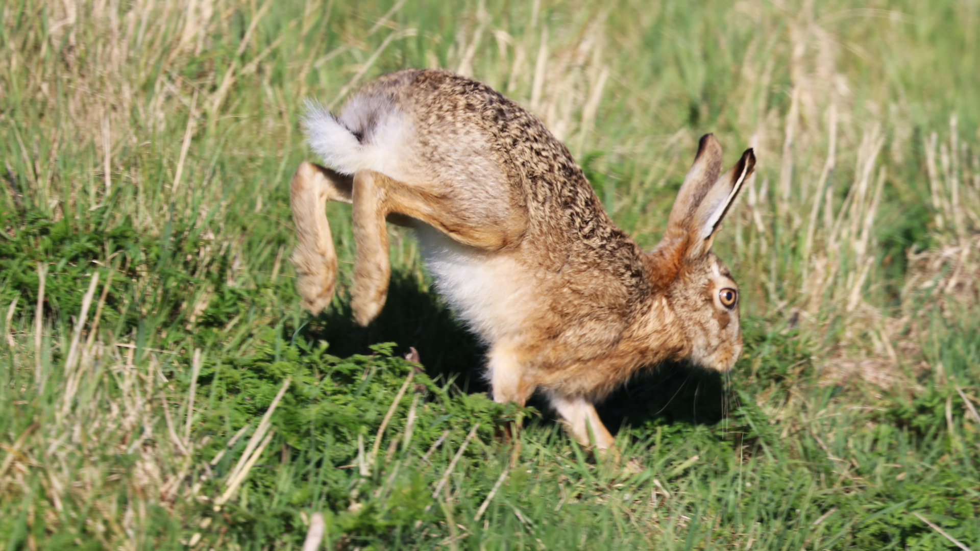 Hare