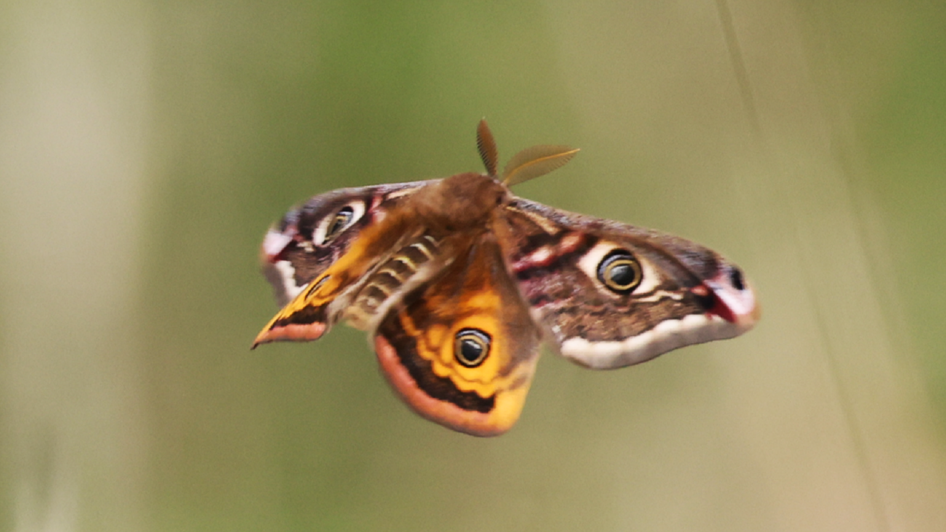 Emperor Moth