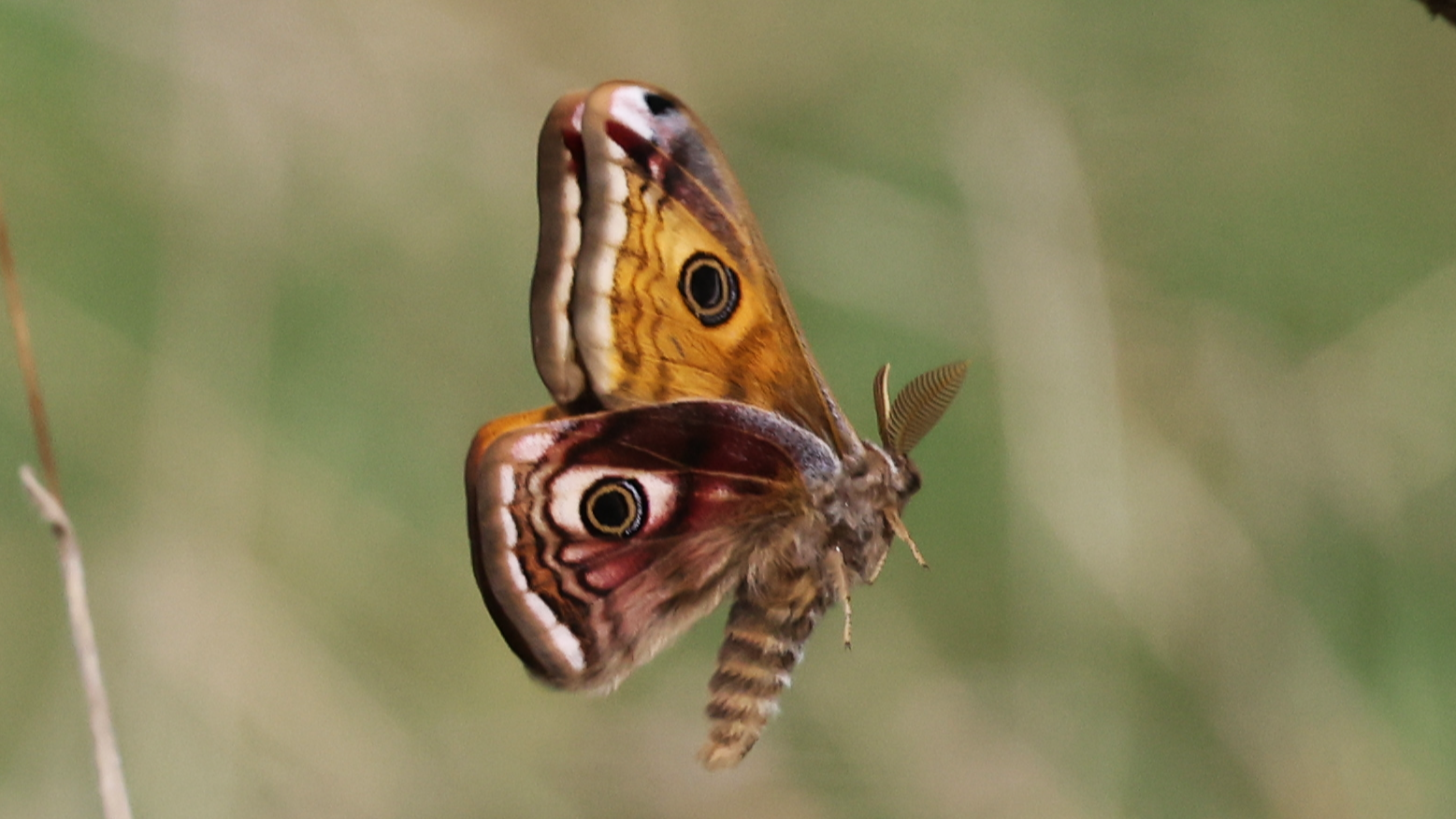 Emperor Moth