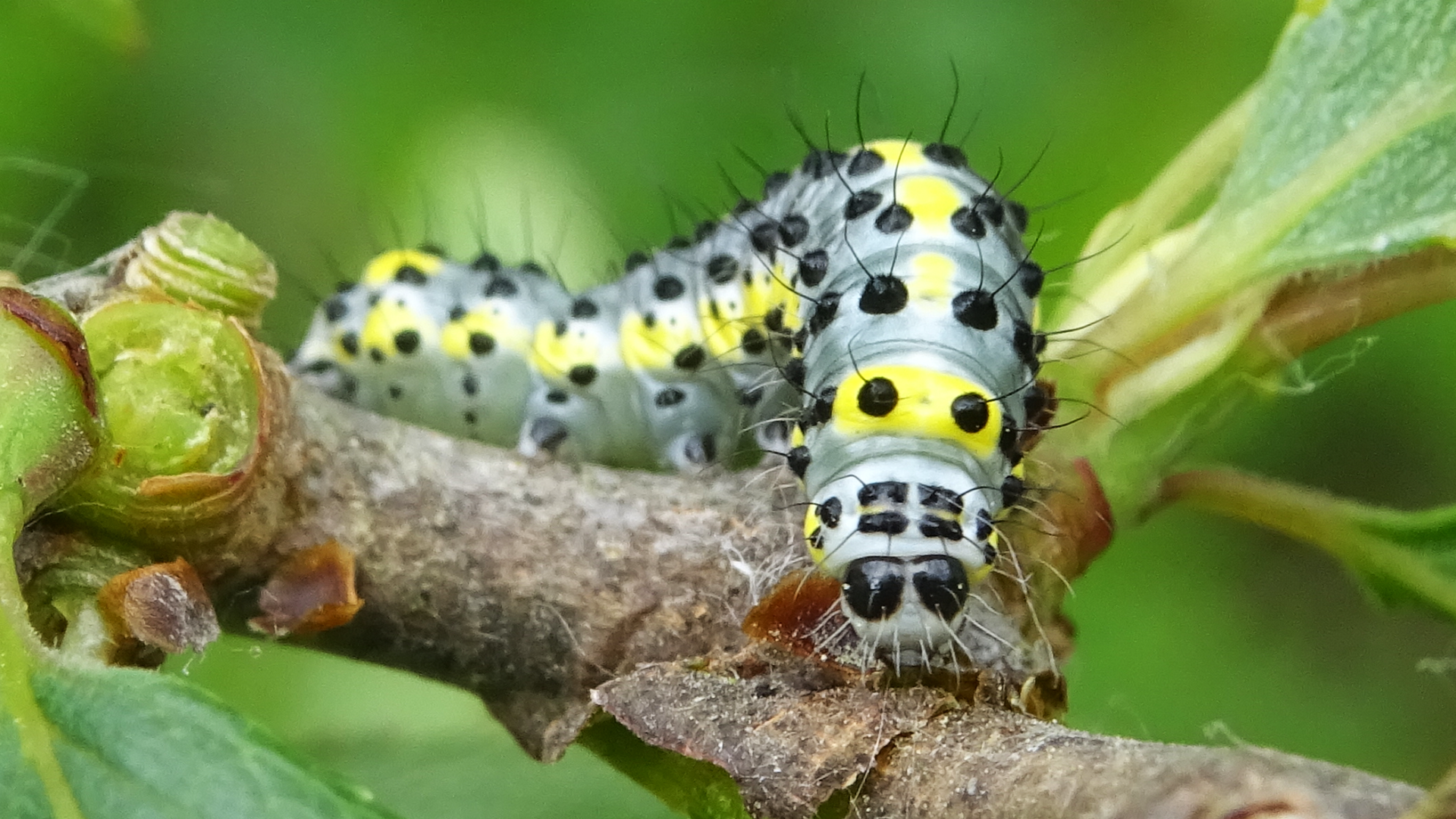 Figure of Eight moth