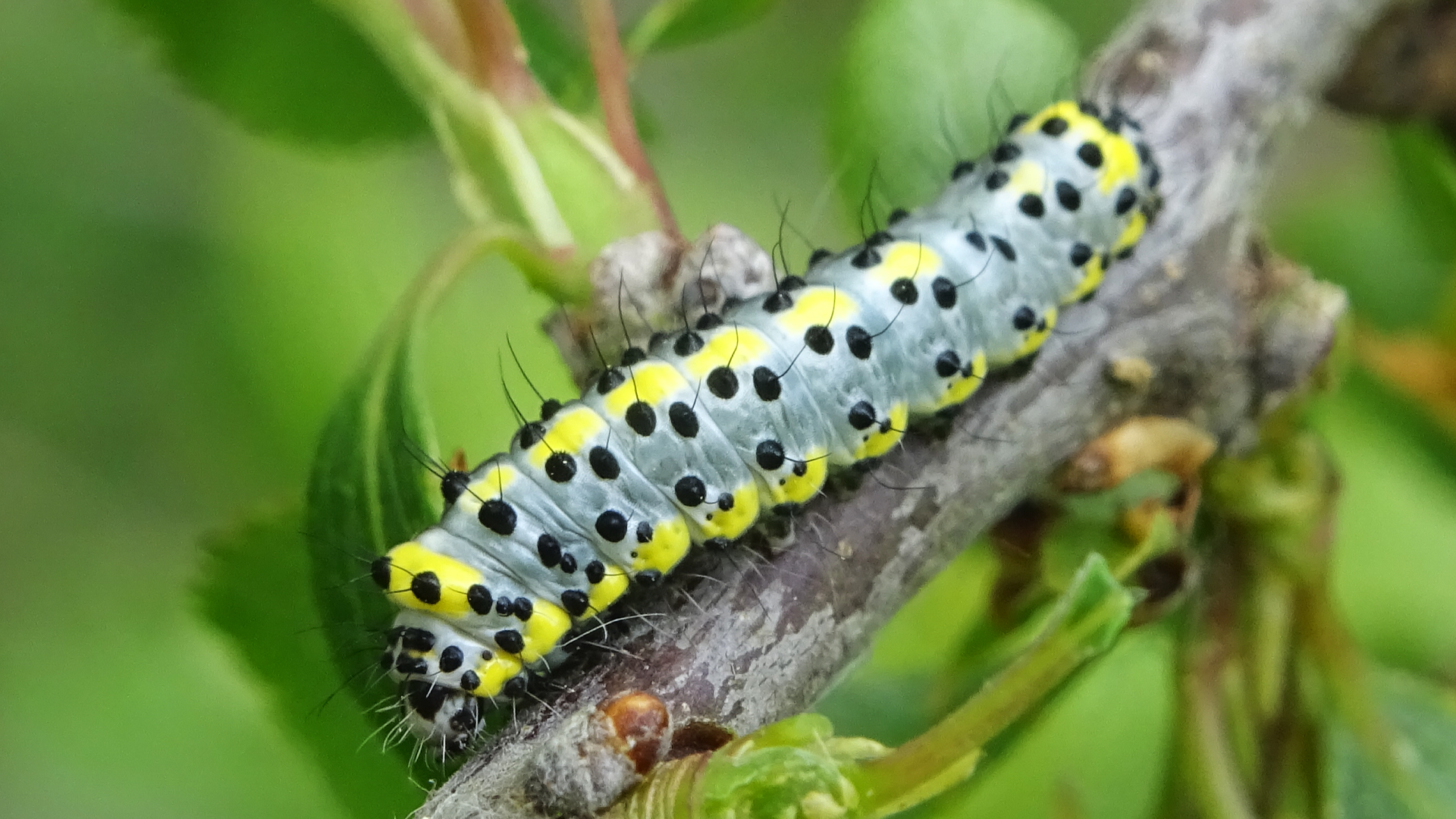Figure of Eight moth