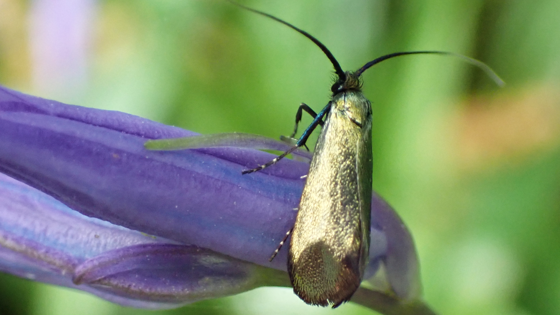 Green Longhorn