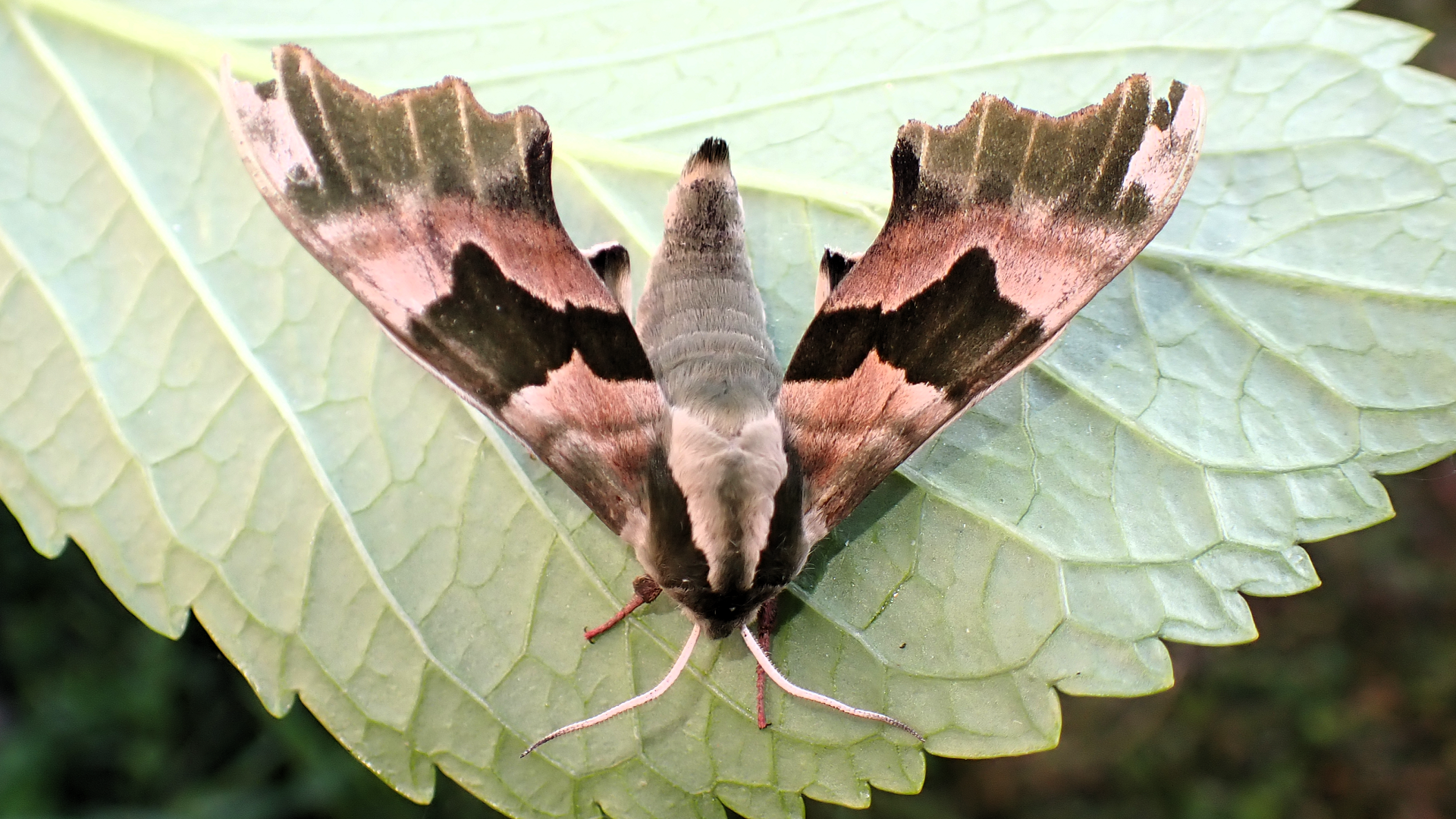 Mimas tiliae