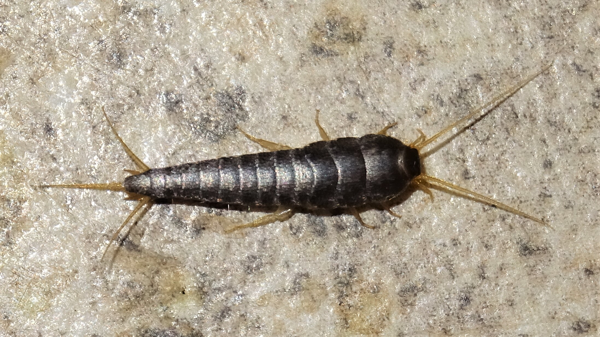 Silverfish
Lepisma saccharina