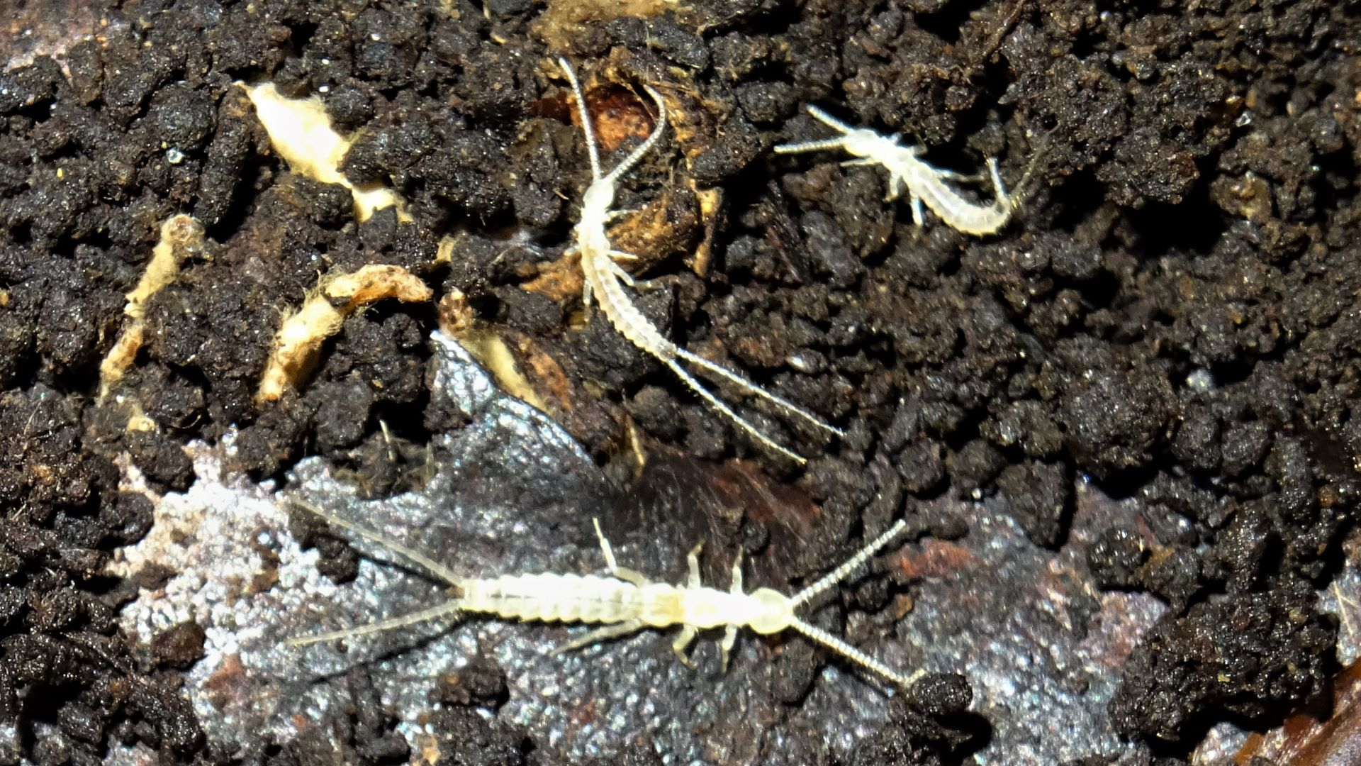 Two-tailed Bristletail
Campodea