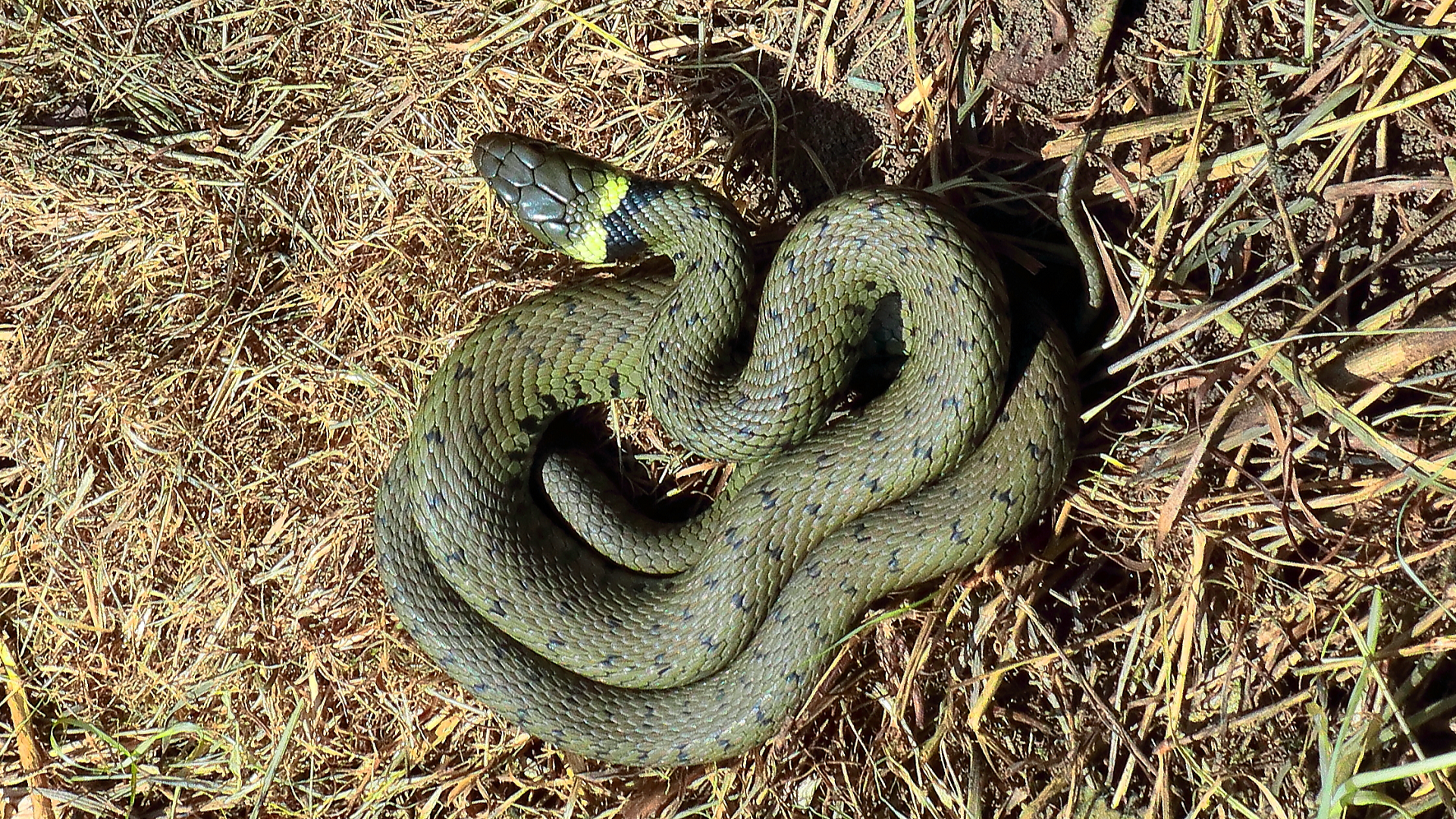 Grass Snake