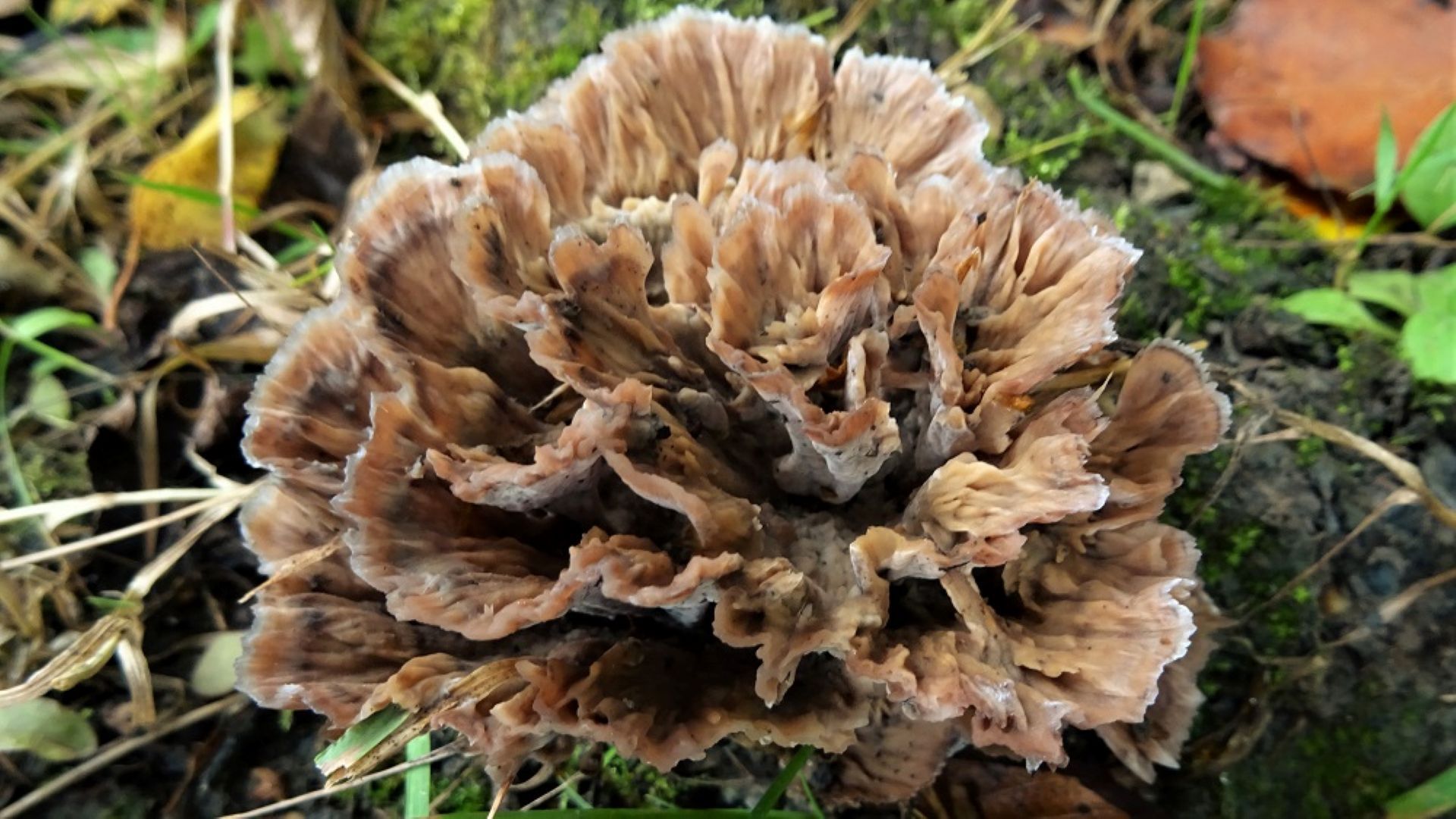 Zoned Rosette 
Podoscypha multizonata