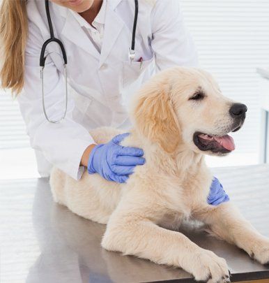 Pet Care Newbury Park Ca Borchard Veterinary Clinic