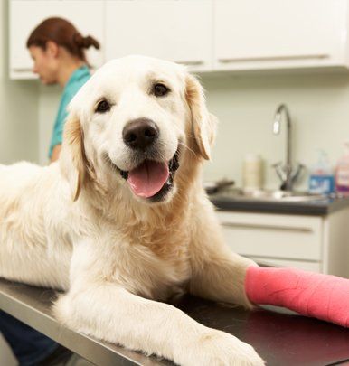 Veterinary Surgeries Newbury Park Ca Borchard Veterinary Clinic