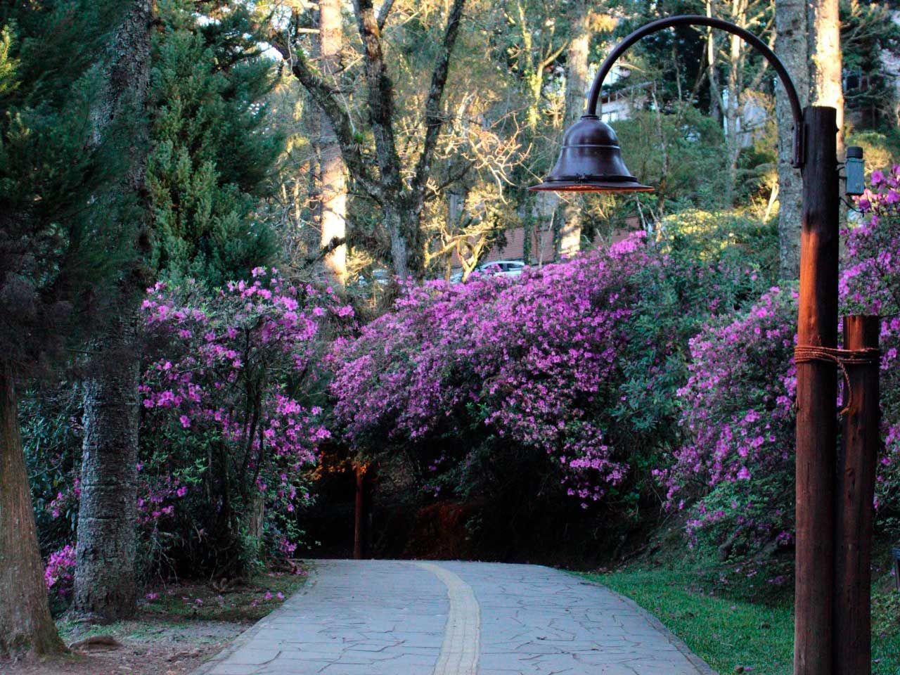 Um caminho de pedra sinuoso conduz a um túnel escuro emoldurado por vibrantes flores roxas e árvores, iluminado por um poste de lanterna rústico.