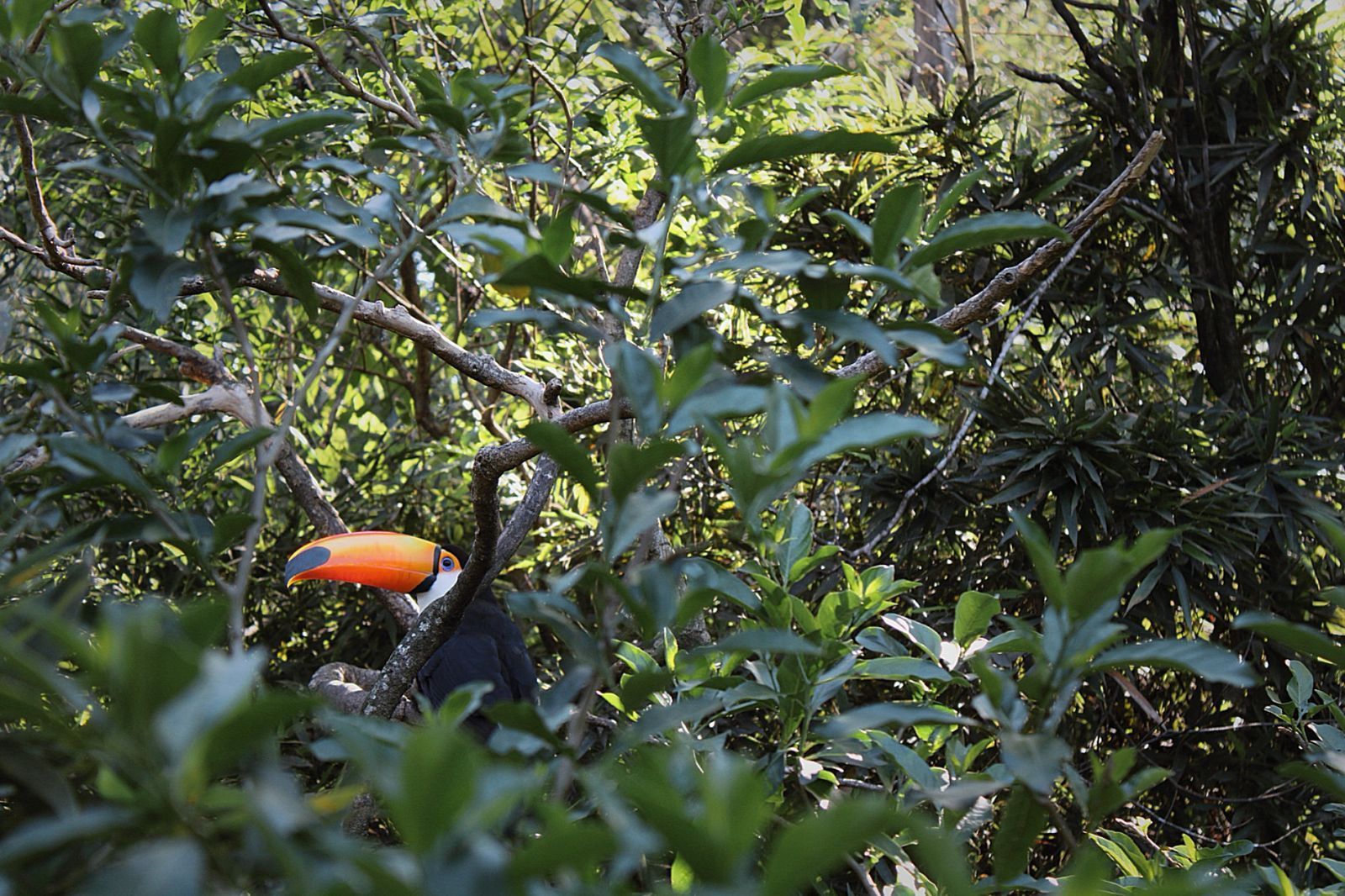 Um tucano-toco com bico laranja brilhante espreita por entre a densa folhagem verde em uma floresta.