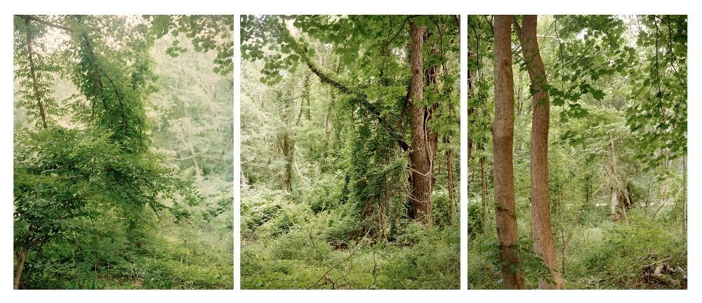 Behind Samuel Hartwell House, Battle Road, MMNP,  archival pigment print, 13