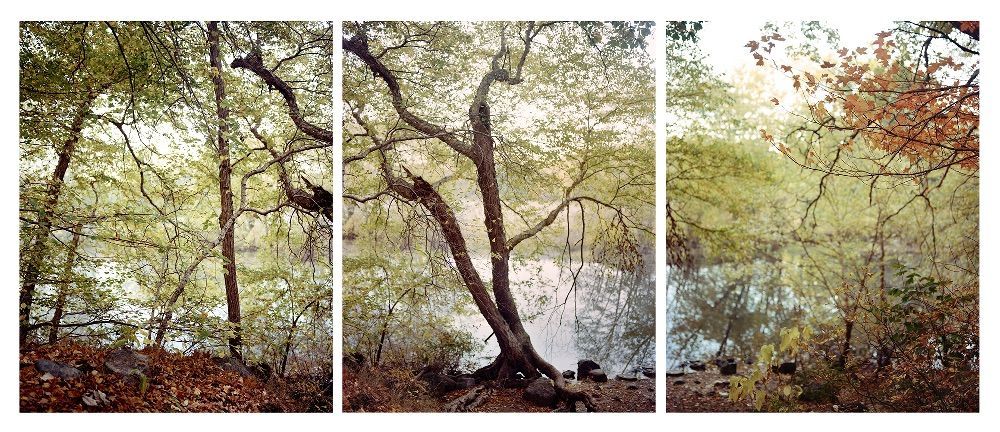 Dancing/Wounded Tree by the Sudbury River, archival pigment print, 13