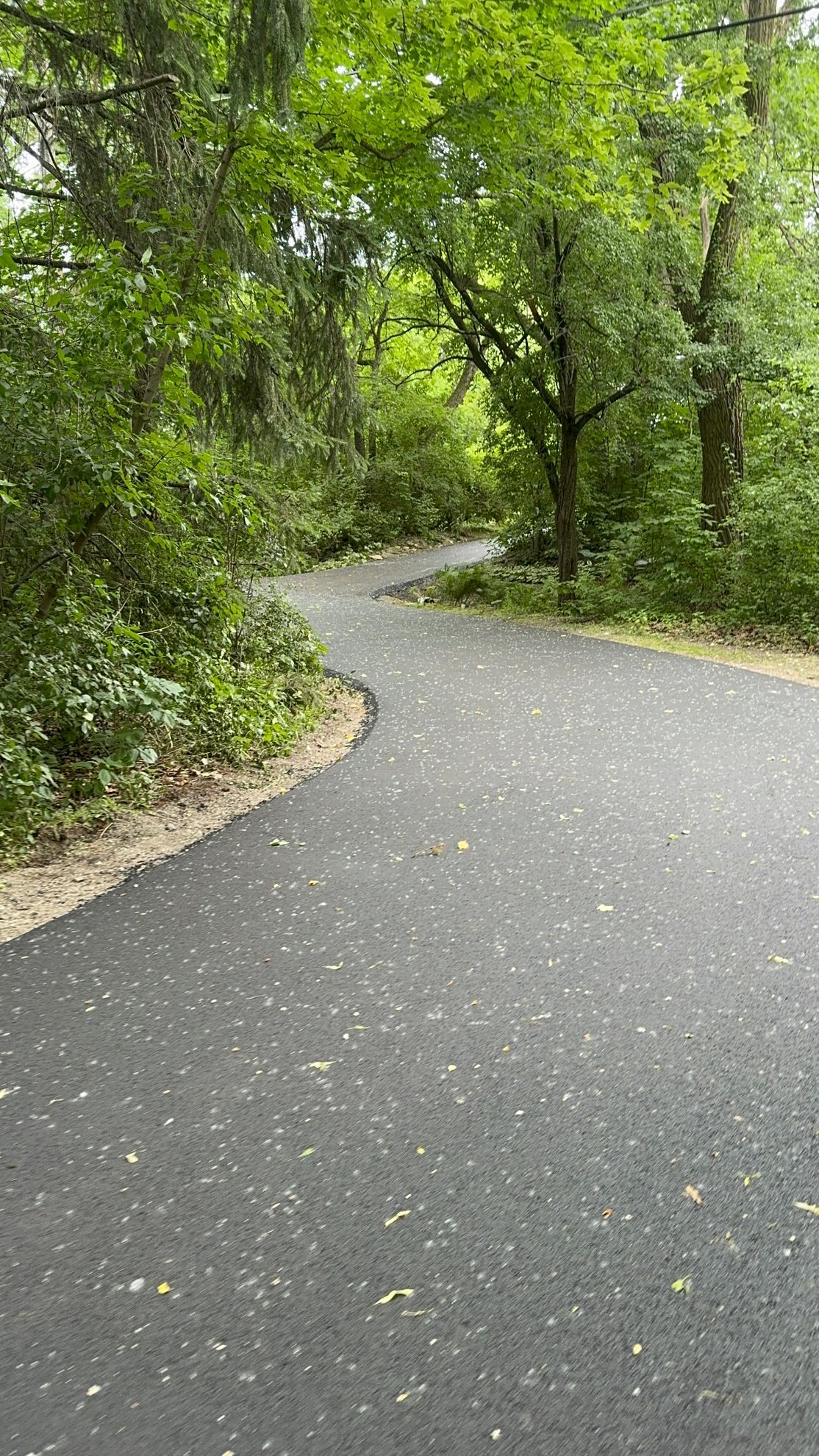 A winding asphalt path curves through a lush, green forest filled with trees and foliage.