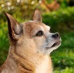 Dog Food, Exotic Pet Care in Diamond Bar, CA Dog Food, Exotic Pet Care in Diamond Bar, CA