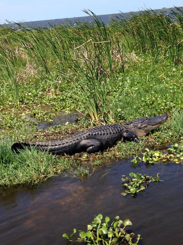 Far view of an alligator on the swamp