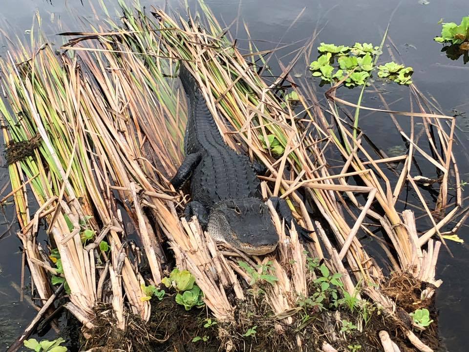 Alligator on top of swamp